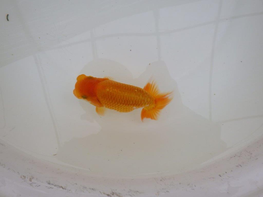 【東大関獲得ブリーダー】 当歳らんちゅうM約12,5㎝