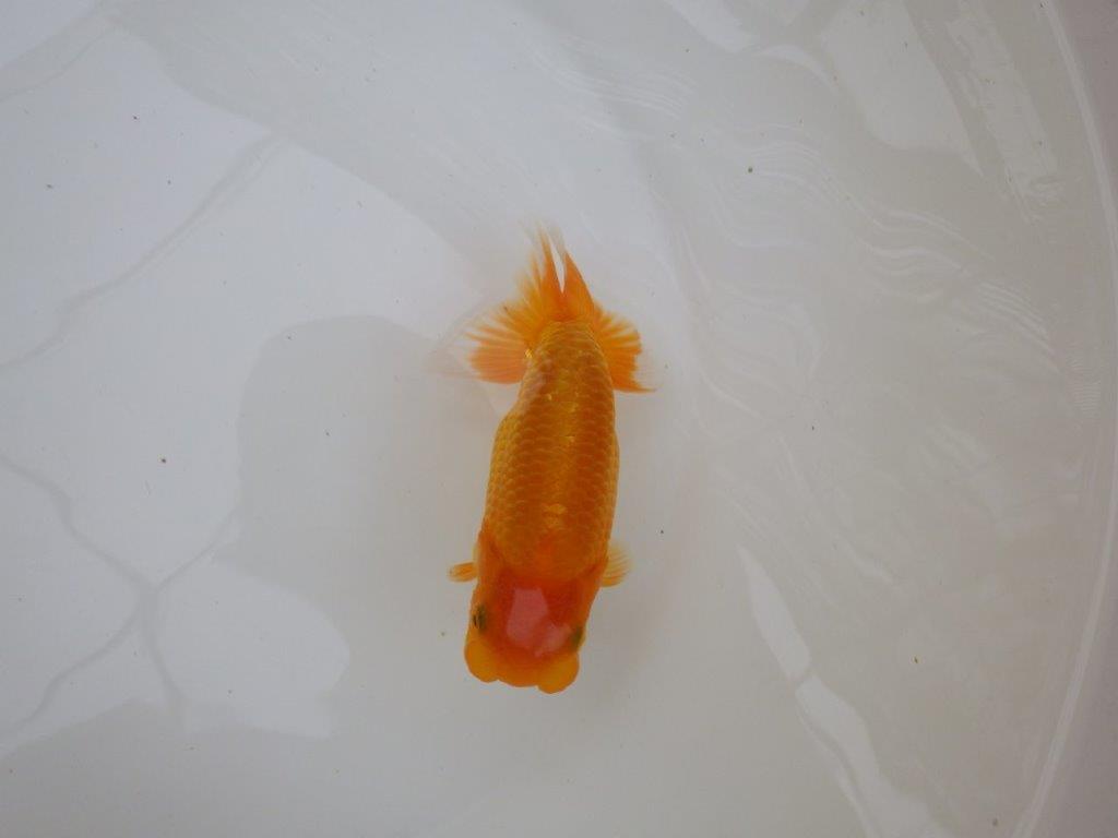 【東大関獲得ブリーダー】 当歳らんちゅうM約12,5㎝