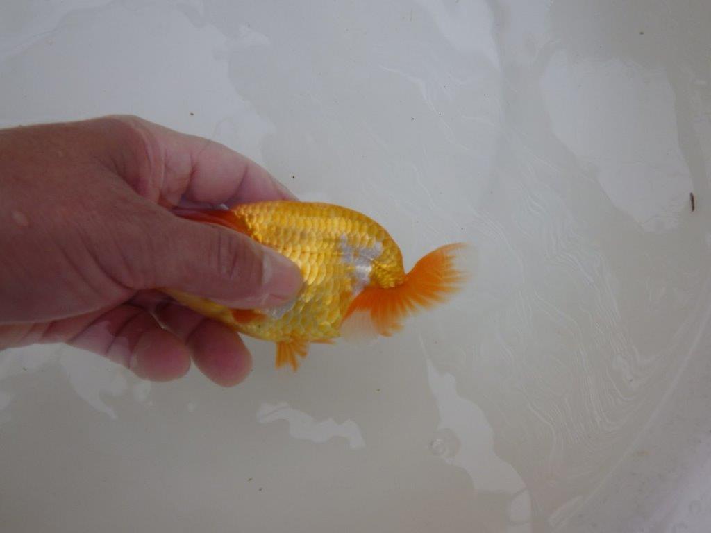【東大関獲得ブリーダー】 当歳らんちゅうM約12,5㎝