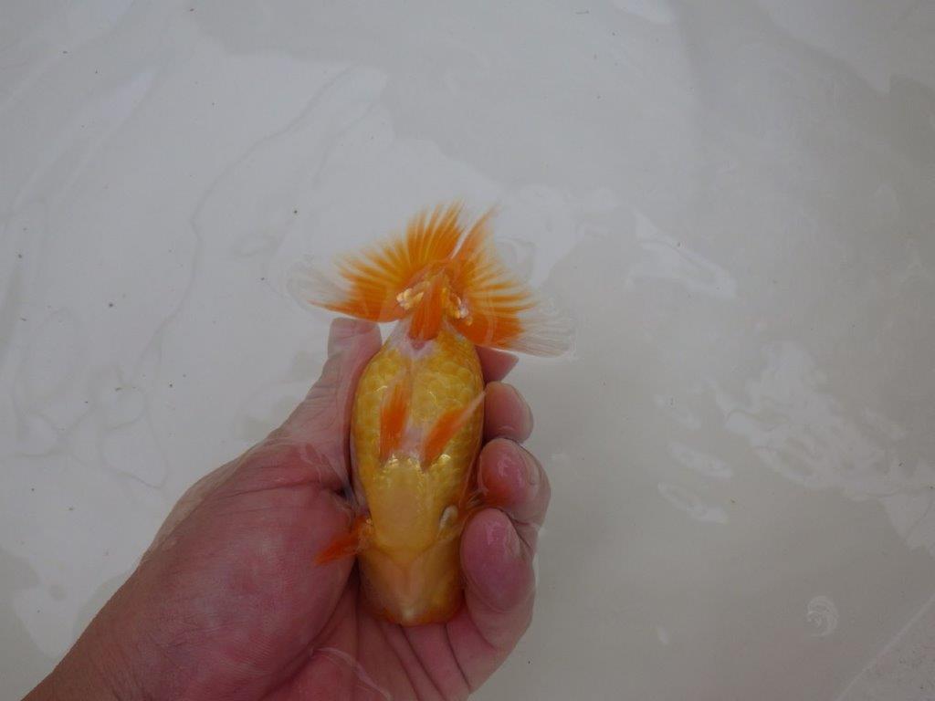 【東大関獲得ブリーダー】 当歳らんちゅうM約12,5㎝