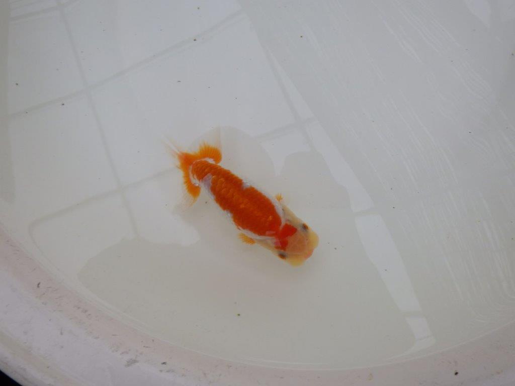 【東大関獲得ブリーダー】 当歳らんちゅうN約13㎝の上身