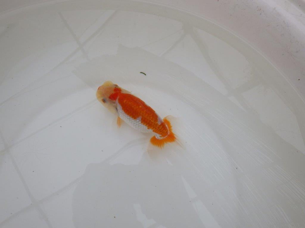 【東大関獲得ブリーダー】 当歳らんちゅうN約13㎝