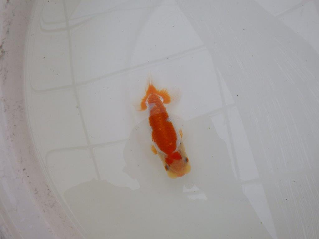 【東大関獲得ブリーダー】 当歳らんちゅうN約13㎝