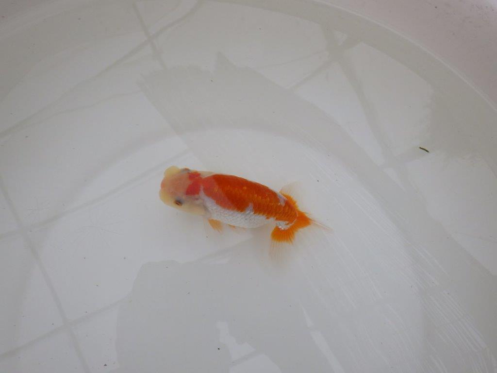 【東大関獲得ブリーダー】 当歳らんちゅうN約13㎝
