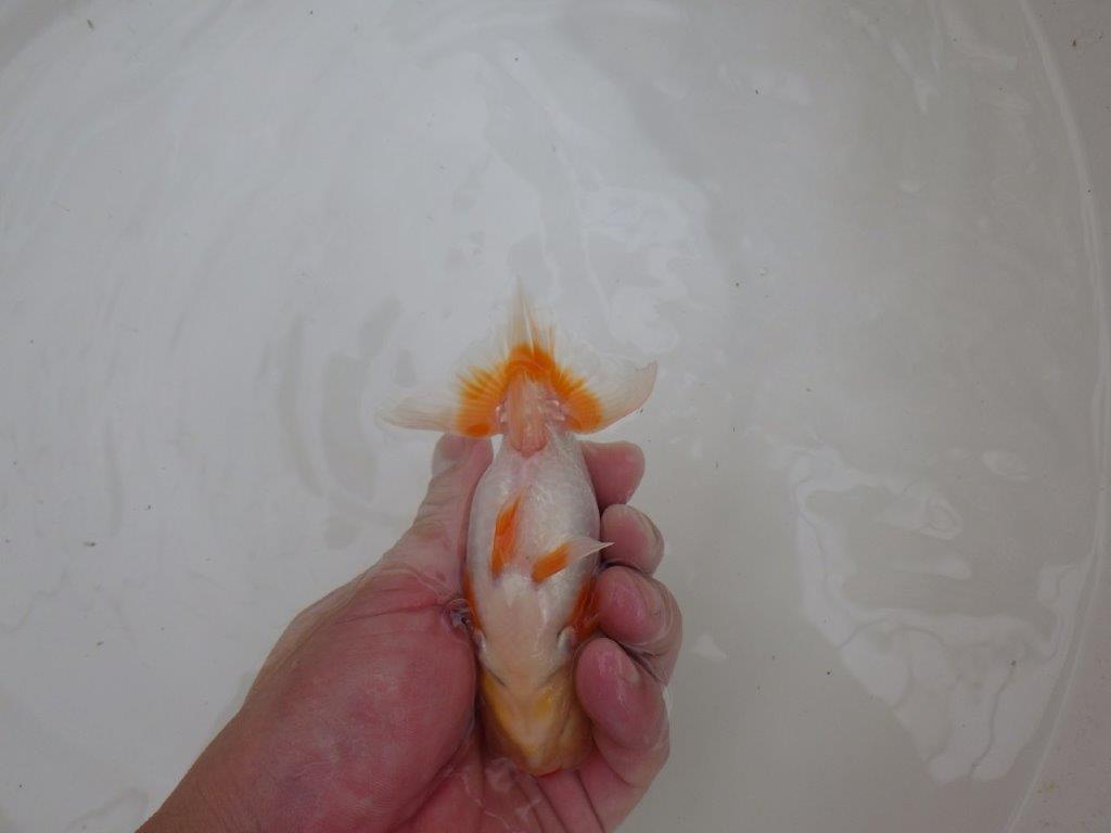 【東大関獲得ブリーダー】 当歳らんちゅうN約13㎝