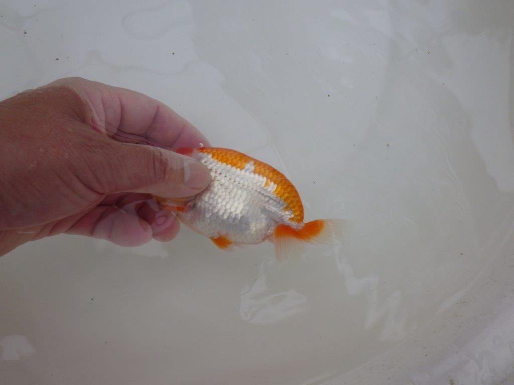 【東大関獲得ブリーダー】 当歳らんちゅうN約13㎝