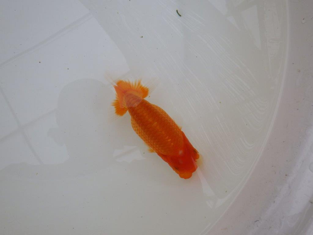 【東大関獲得ブリーダー】 当歳らんちゅう0約13㎝