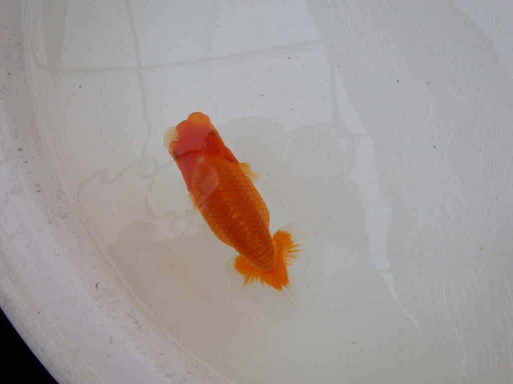 【東大関獲得ブリーダー】 当歳らんちゅう0約13㎝