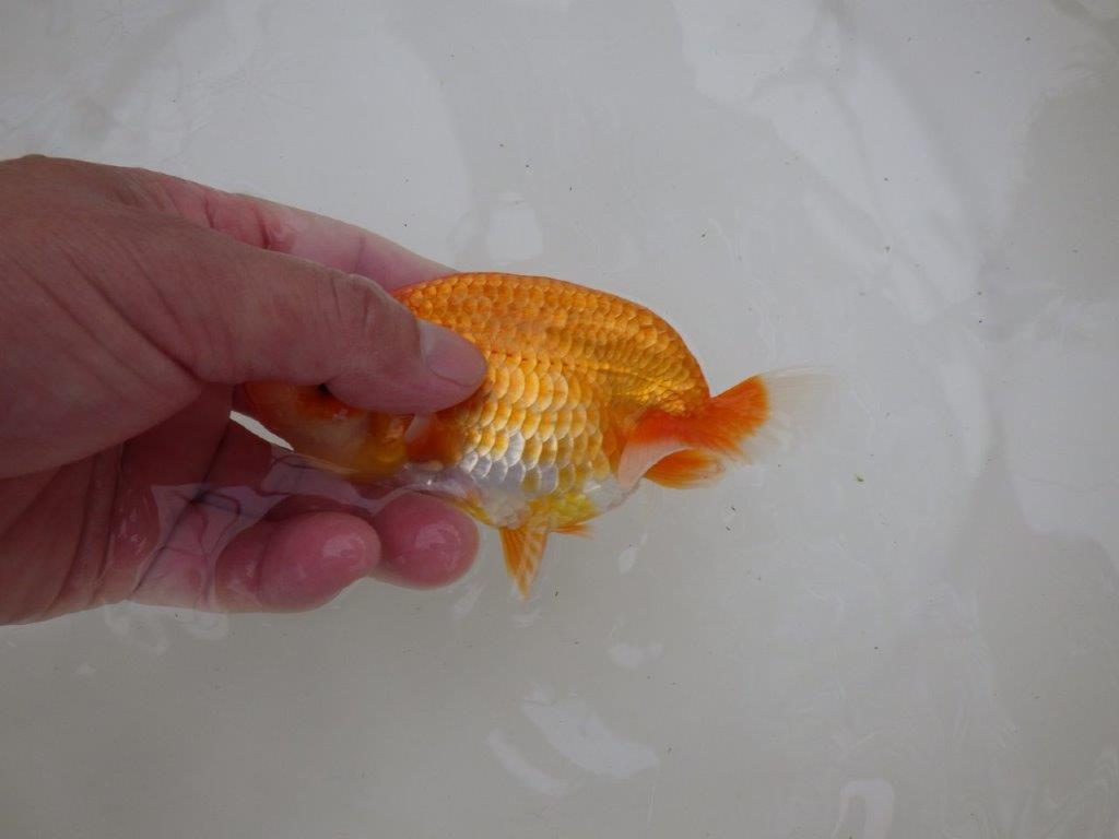 【東大関獲得ブリーダー】 当歳らんちゅう0約13㎝