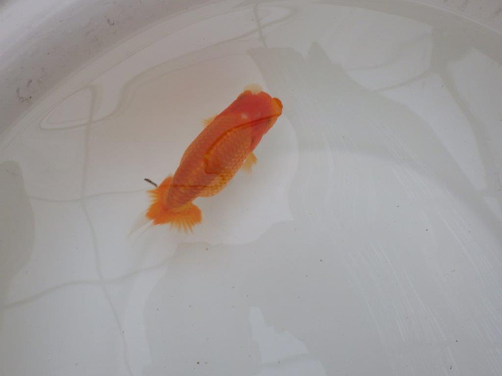 【東大関獲得ブリーダー】 当歳らんちゅう0約13㎝