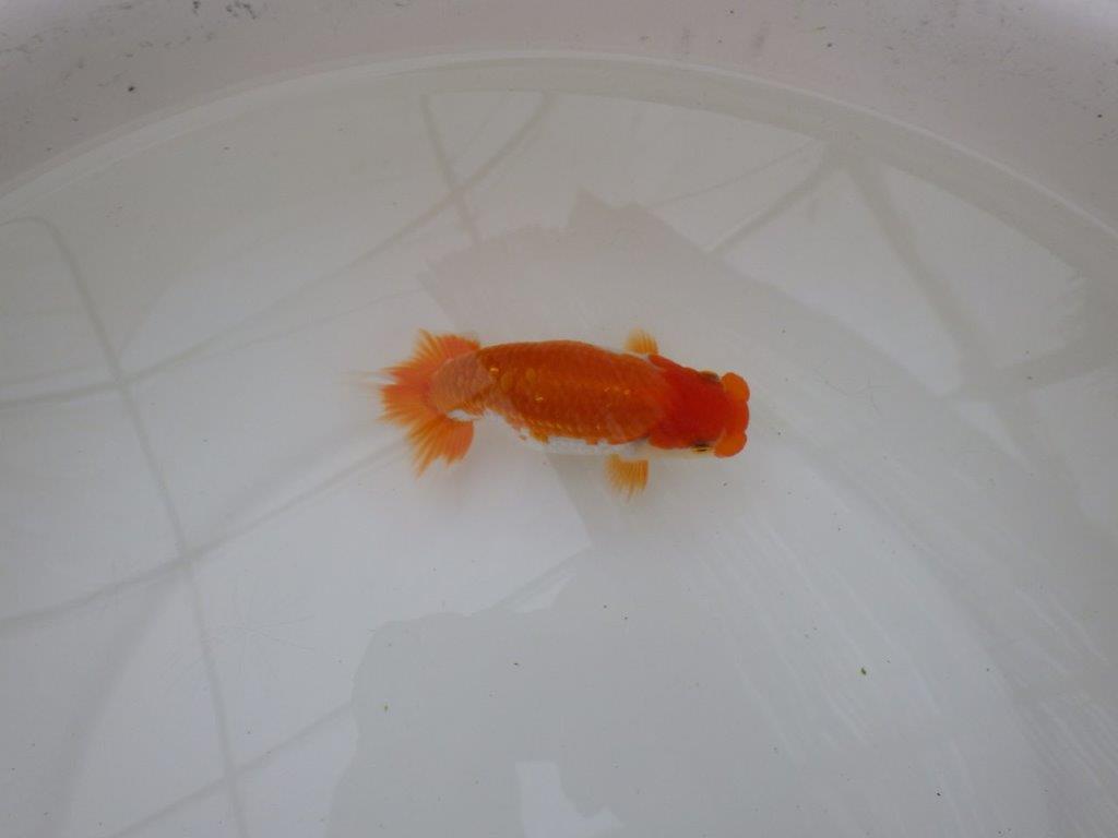 【東大関獲得ブリーダー】 当歳らんちゅうP約12,5㎝