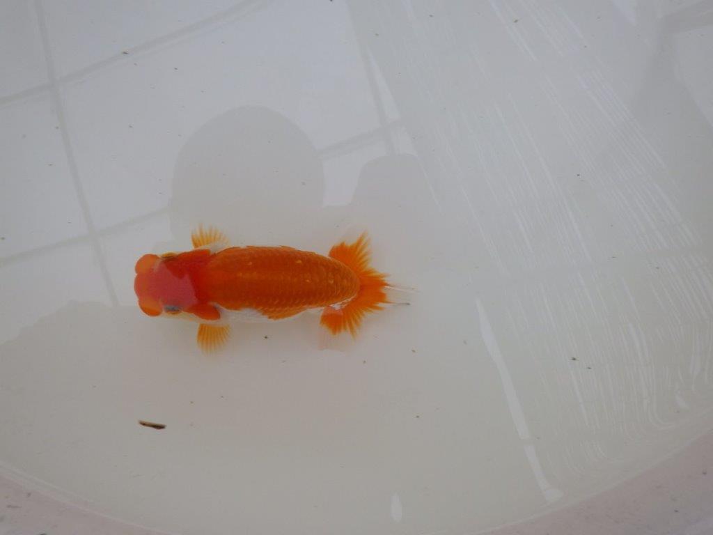 【東大関獲得ブリーダー】 当歳らんちゅうP約12,5㎝