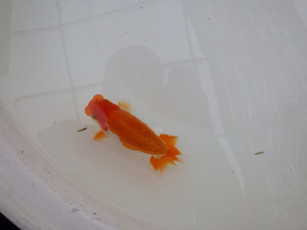 【東大関獲得ブリーダー】 当歳らんちゅうP約12,5㎝