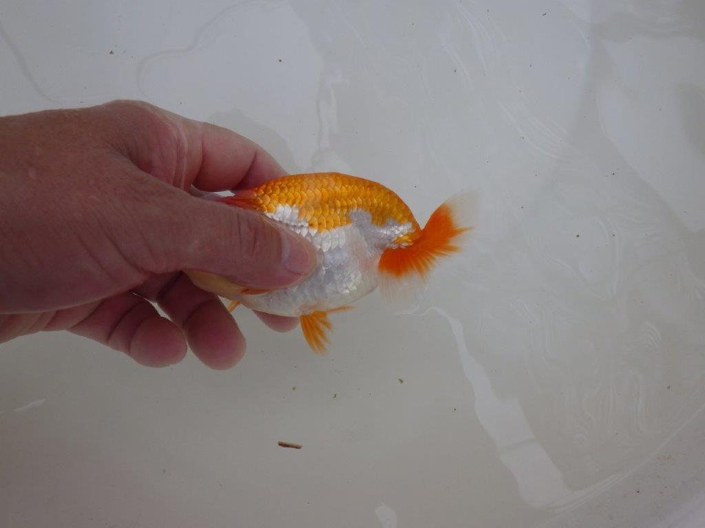 【東大関獲得ブリーダー】 当歳らんちゅうP約12,5㎝