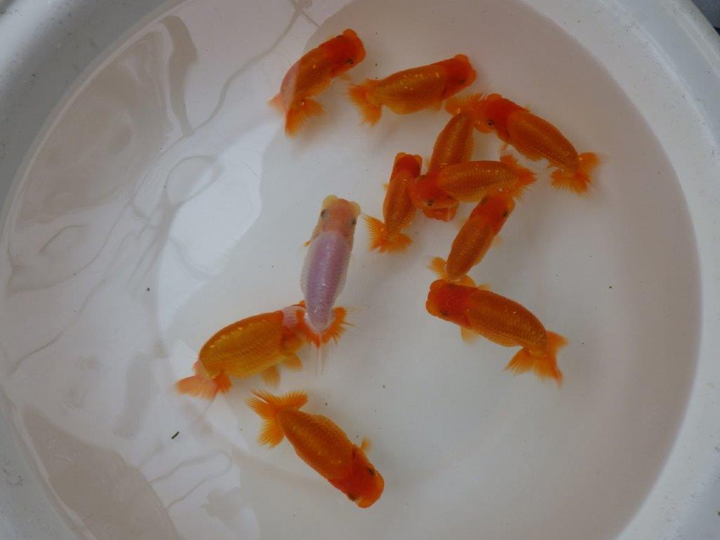 【お盆期間のセール価格・１５日まで】東大関獲得ブリーダー 当歳らんちゅう２尾セット　限定５セット