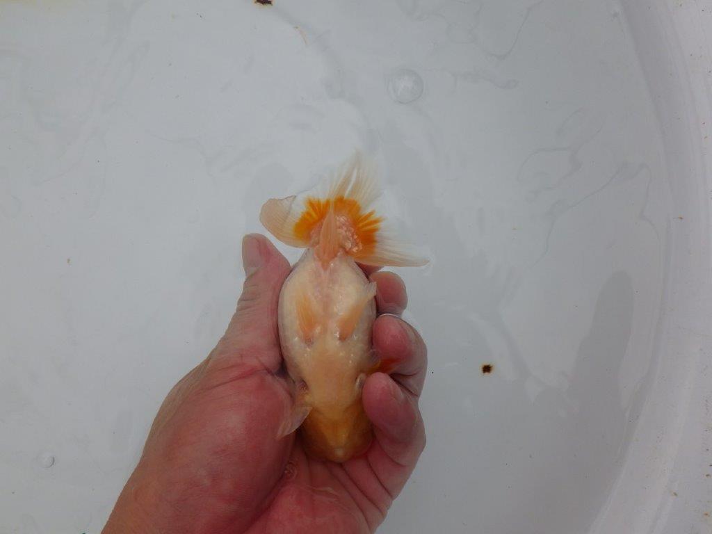 【日らん優等賞獲得ブリーダー】 当歳らんちゅうE約13㎝