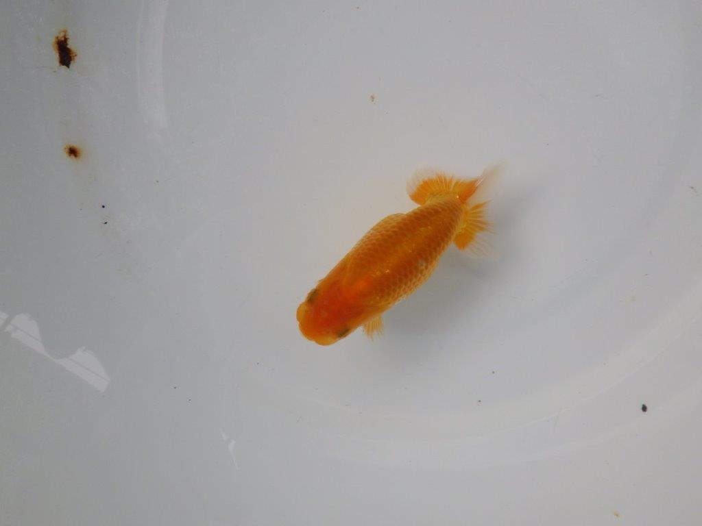 【お盆期間のセール価格・15日まで】岐阜フンタンブリーダー 当歳らんちゅうC約11㎝