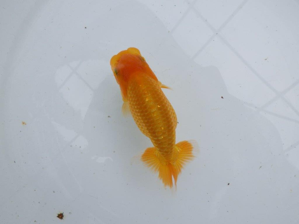 【逸品当歳らんちゅう】背が綺麗で上品な尾型のらんちゅう　約12,5ｃｍ前後の上身