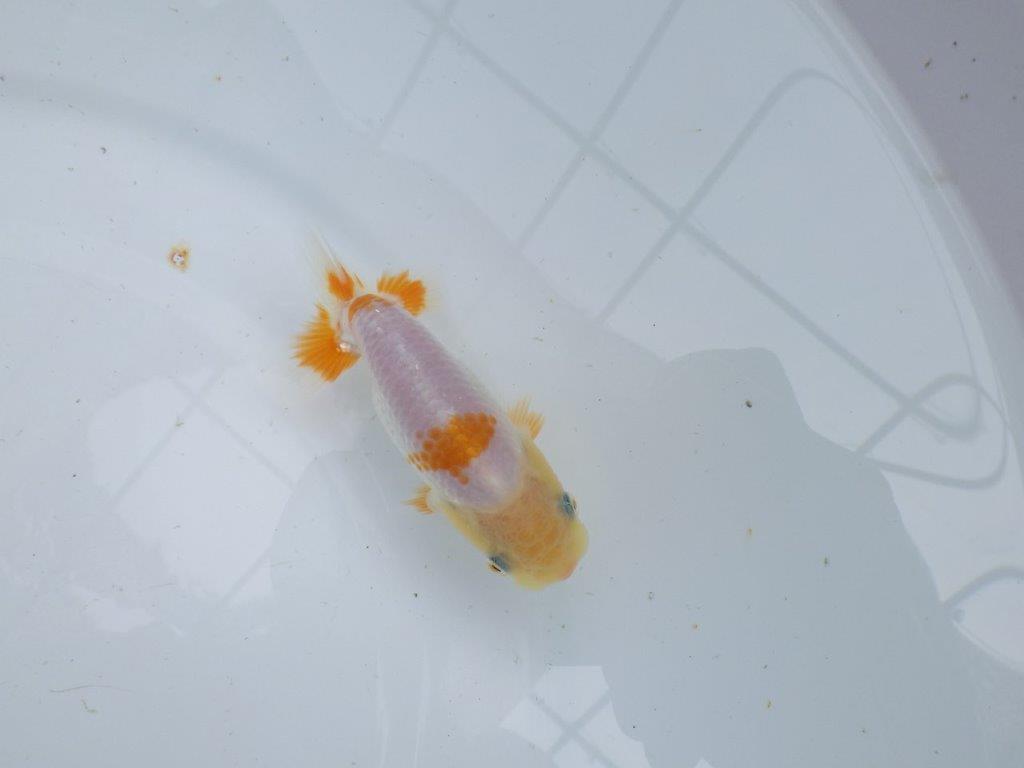 【逸品当歳らんちゅう】尾張りも良く背も綺麗で映える更紗らんちゅう　約10,5ｃｍ前後の上身