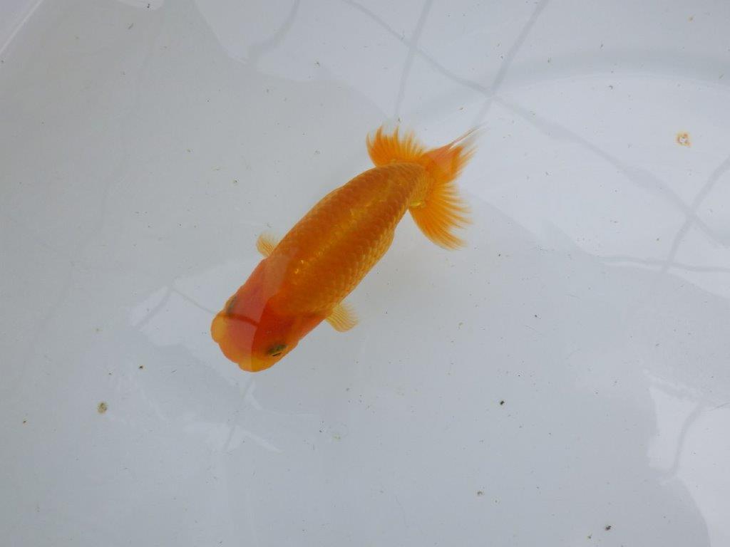 【逸品当歳らんちゅう】水槽で映える美しい背のライン！　約12ｃｍ前後の上身