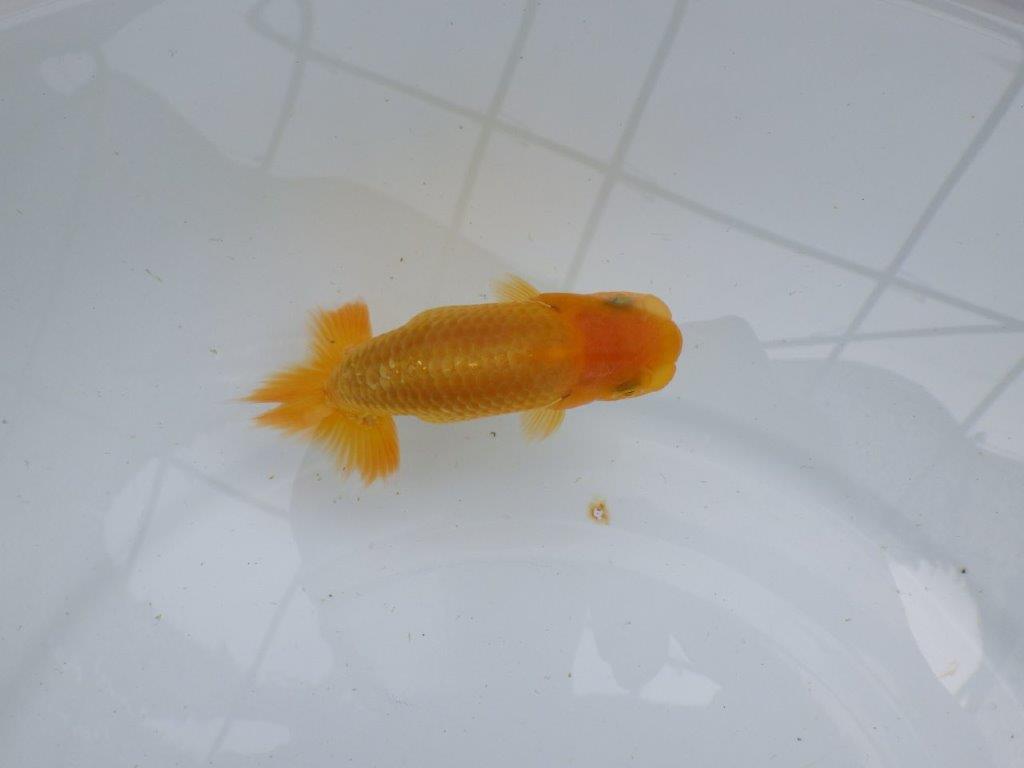 【逸品当歳らんちゅう】背幅があり純粋に太さのあるらんちゅう　約11ｃｍ前後の上身