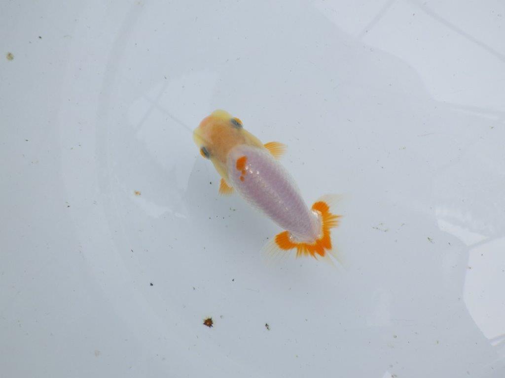 【逸品当歳らんちゅう】尾張りが良く背も綺麗、上からも横からも映えるらんちゅう　約11ｃｍ前後の上身