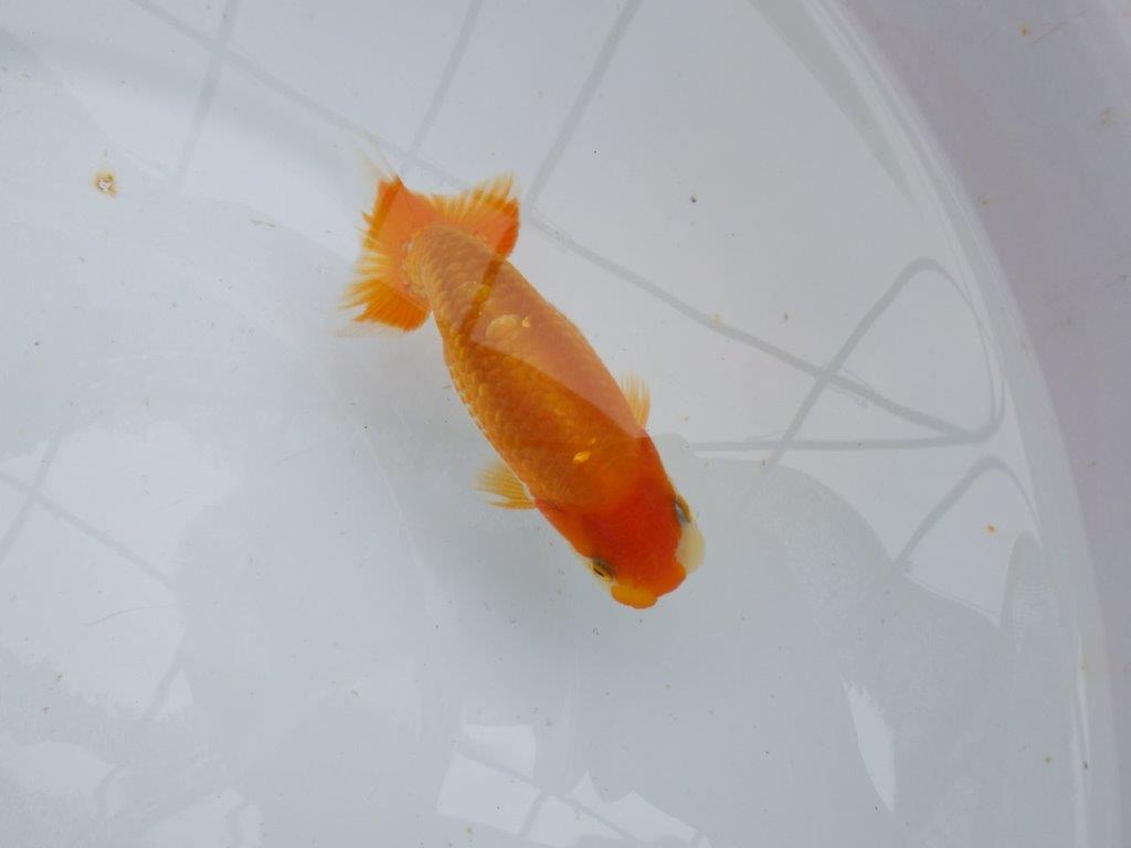 【逸品当歳らんちゅう】水槽映えする美しい背、腰のライン！横見お勧めらんちゅう　約13ｃｍ前後の上身