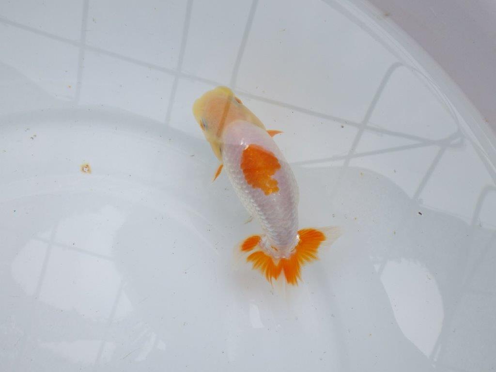【逸品当歳らんちゅう】白地に赤のワンポイントが映える更紗らんちゅう　約12,5ｃｍ前後の上身