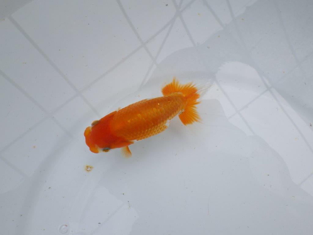 【逸品当歳らんちゅう】尾に味があり背も綺麗で映える更紗らんちゅう　約11ｃｍ前後の上身