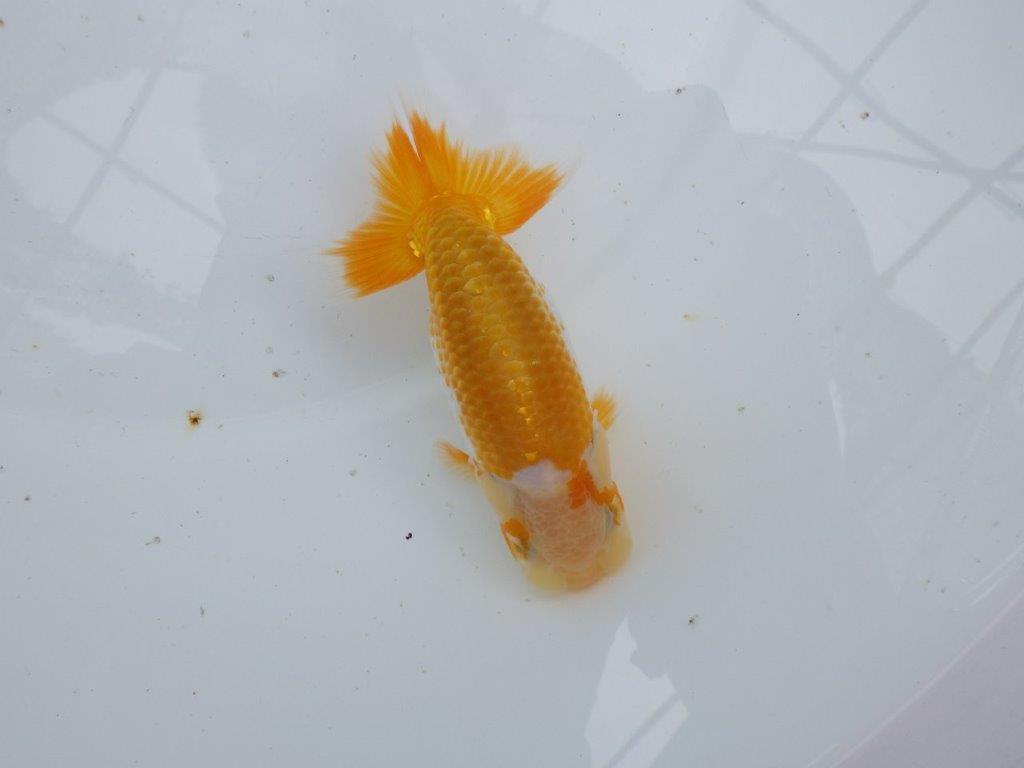 【逸品当歳らんちゅう】背幅がありしっかりした体系の更紗らんちゅう　約13ｃｍ前後の上身