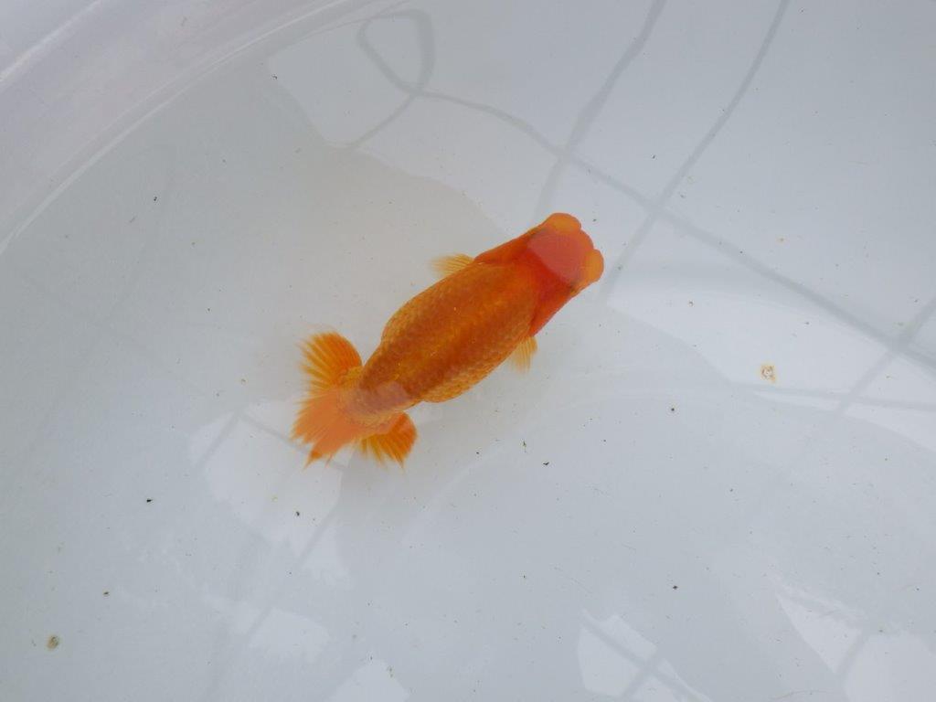 【逸品当歳らんちゅう】優しい雰囲気の上物らんちゅう　約13ｃｍ前後の上身