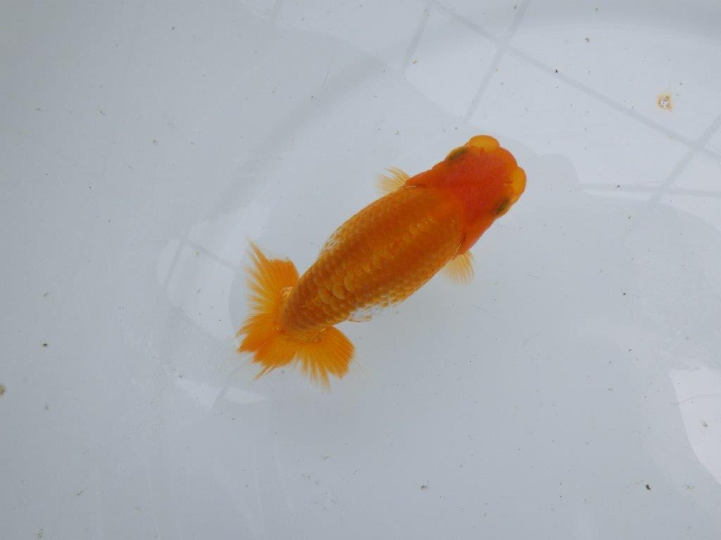 【逸品当歳らんちゅう】目指せサイズアップ！上物らんちゅう　約11,5ｃｍ前後の上身