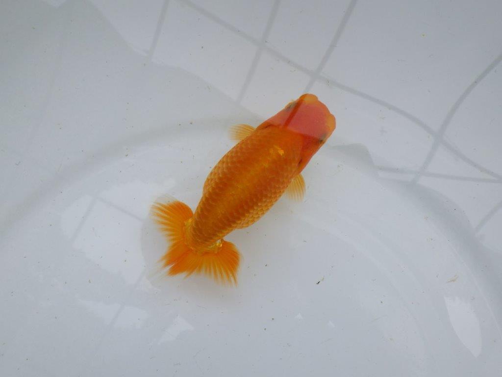 【逸品当歳らんちゅう】飼い込みお勧め！上物らんちゅう　約12,5ｃｍ前後の上身