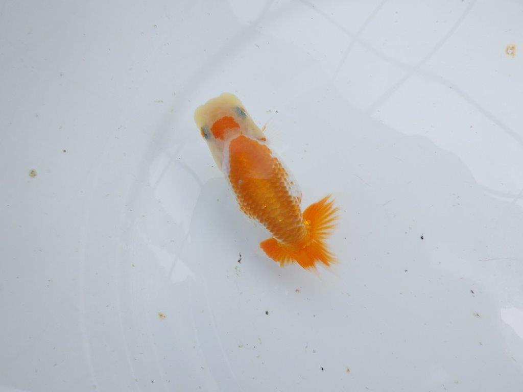 【逸品当歳らんちゅう】目指せ品評大会！上物らんちゅう　約11,5ｃｍ前後の上身