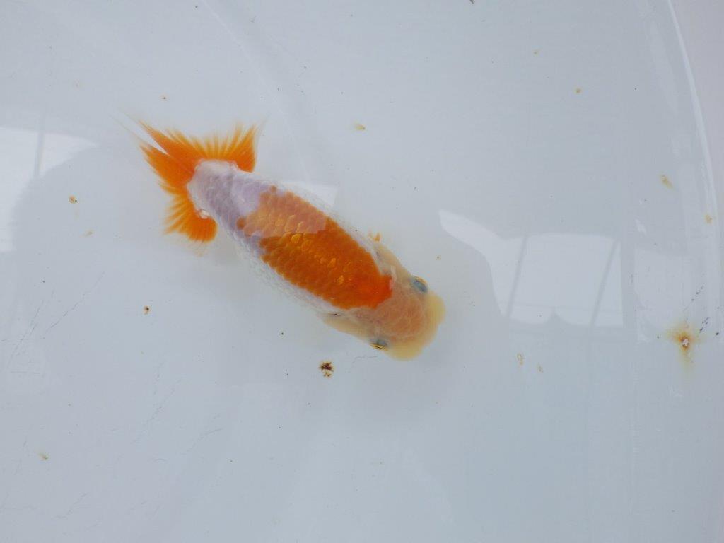 【上物当歳らんちゅう 】背が綺麗で水槽映えする更紗らんちゅう　約12㎝の上身