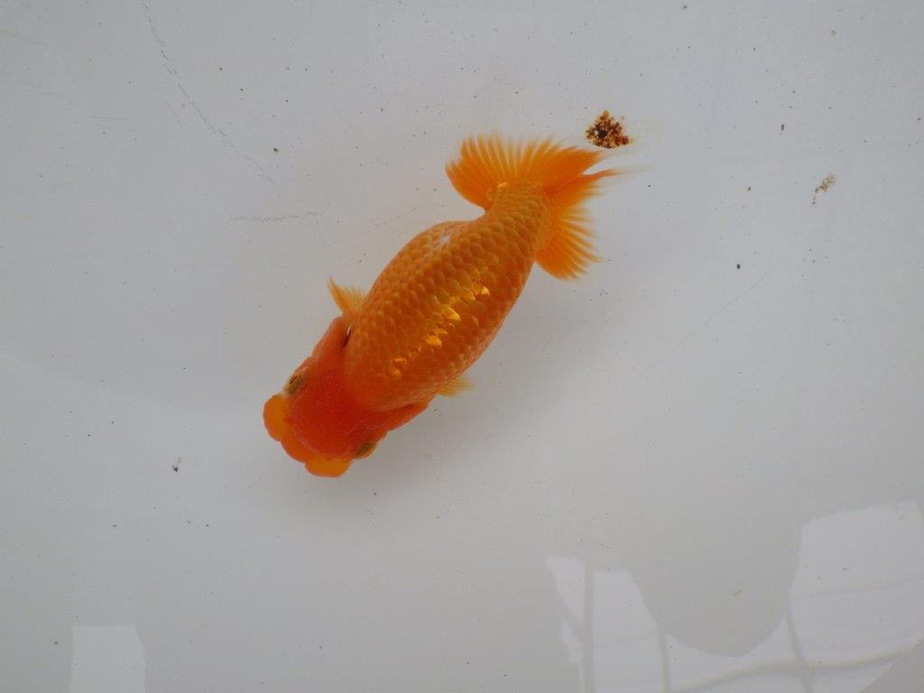 【 一押し！！】頭が良く尾張りも良いらんちゅう　　期間限定販売　約11,5㎝　性別不明の上身