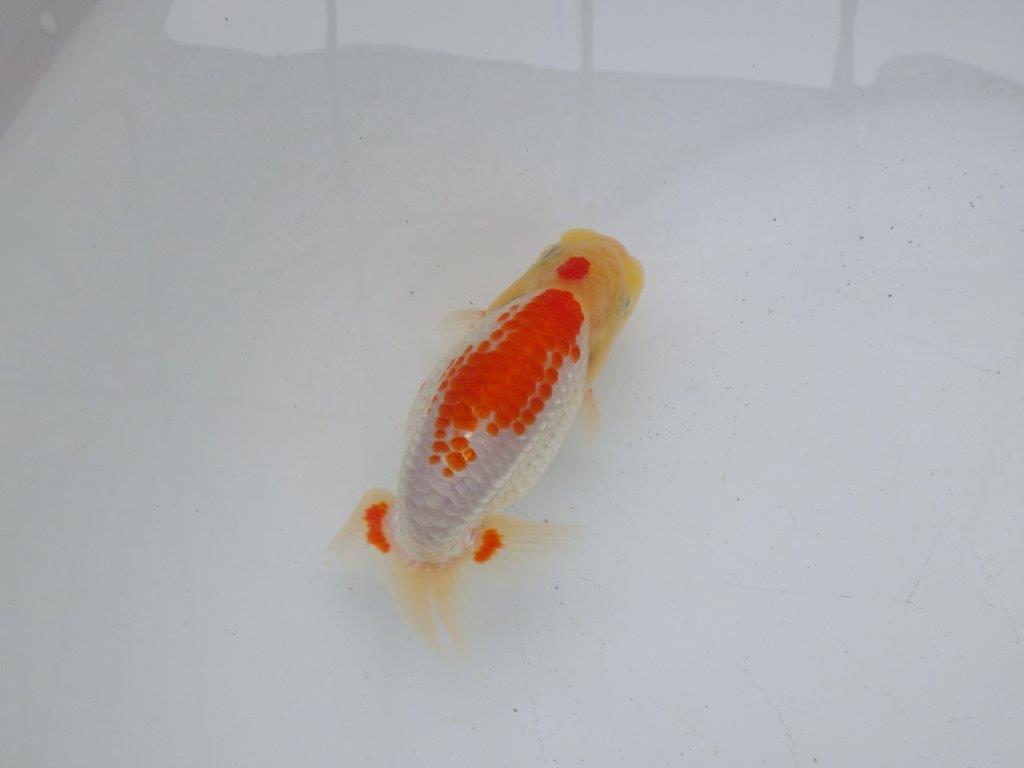 【 一押し！！】背中のカナコ模様が綺麗な更紗らんちゅう　　期間限定販売　約13㎝　性別不明の上身