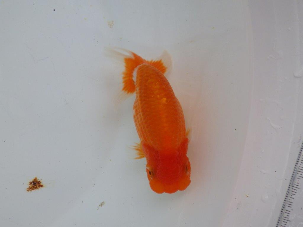 【 一押し！！】迫力あるサイズで水槽映えするらんちゅう　　期間限定販売　約14㎝　性別不明の上身