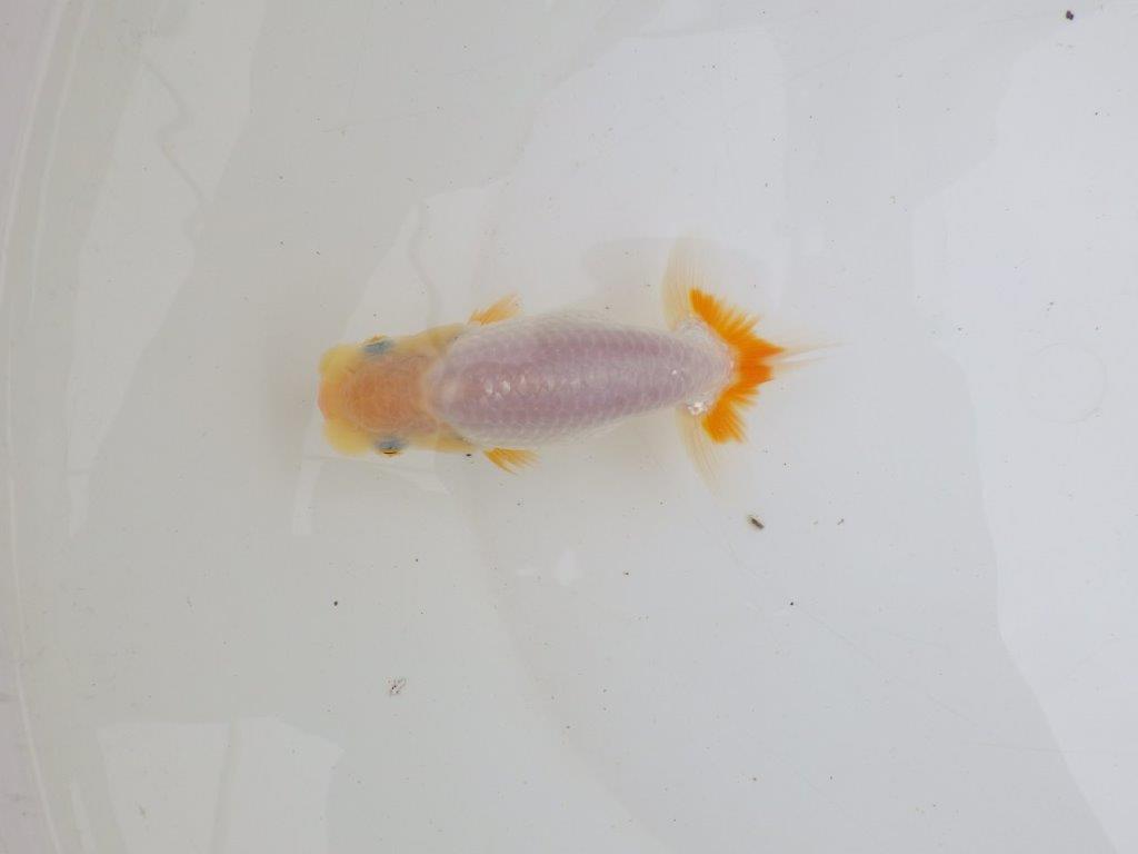 【 鉄板！！】背、腰のラインも綺麗で水槽映えする更紗らんちゅう　東大関系統　約12㎝　期間限定販売の上身