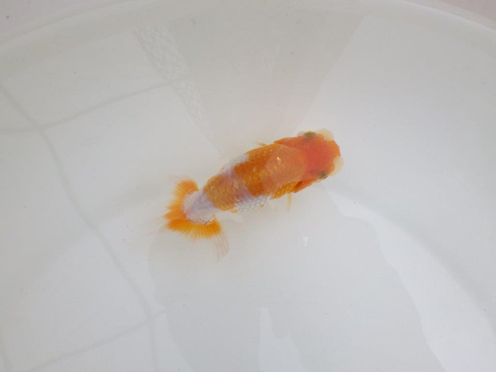 【 鉄板！！】体高のある背のラインをした更紗らんちゅう　東大関系統　約11,5㎝　期間限定販売の上身