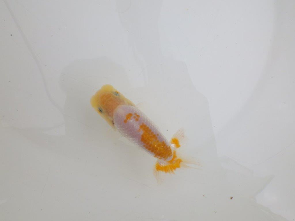 【 鉄板！！】背も綺麗で水槽映えする更紗らんちゅう　東大関系統　約11,5㎝　期間限定販売の上身