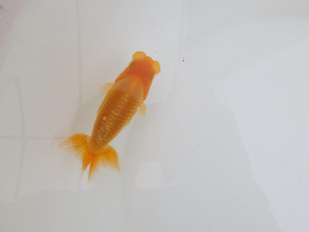【 鉄板！！】フンタンの発育が良いらんちゅう　東大関系統　約11,5㎝　期間限定販売の上身