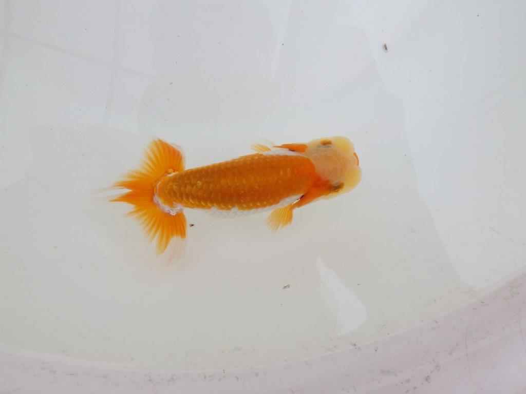 【 鉄板！！】派手な尾が目を引く更紗らんちゅう　東大関系統　約12㎝　期間限定販売の上身