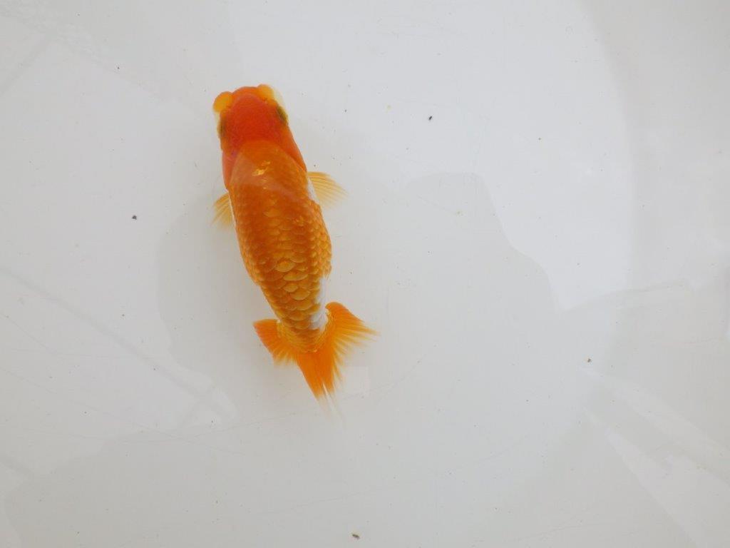 【 鉄板！！】背が綺麗、水槽映え更紗らんちゅう　東大関系統　約11,5㎝　期間限定販売の上身
