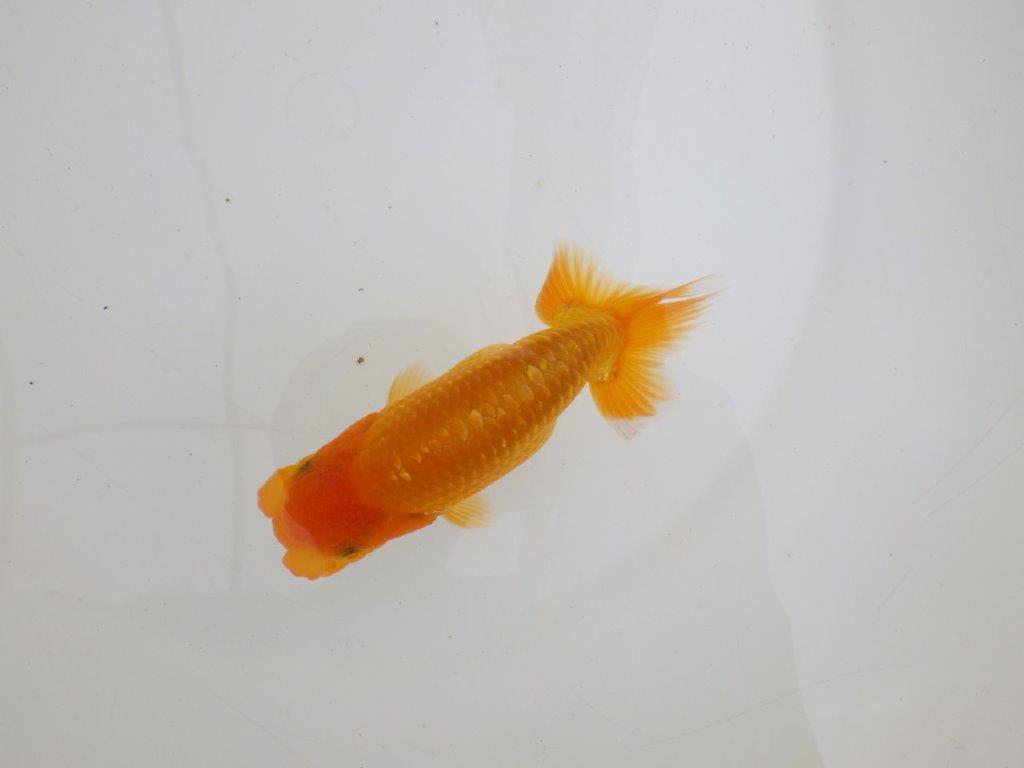 【 鉄板！！】素晴らしいフンタン＆背のラインが綺麗ならんちゅう　東大関系統　約12,5㎝　期間限定販売の上身