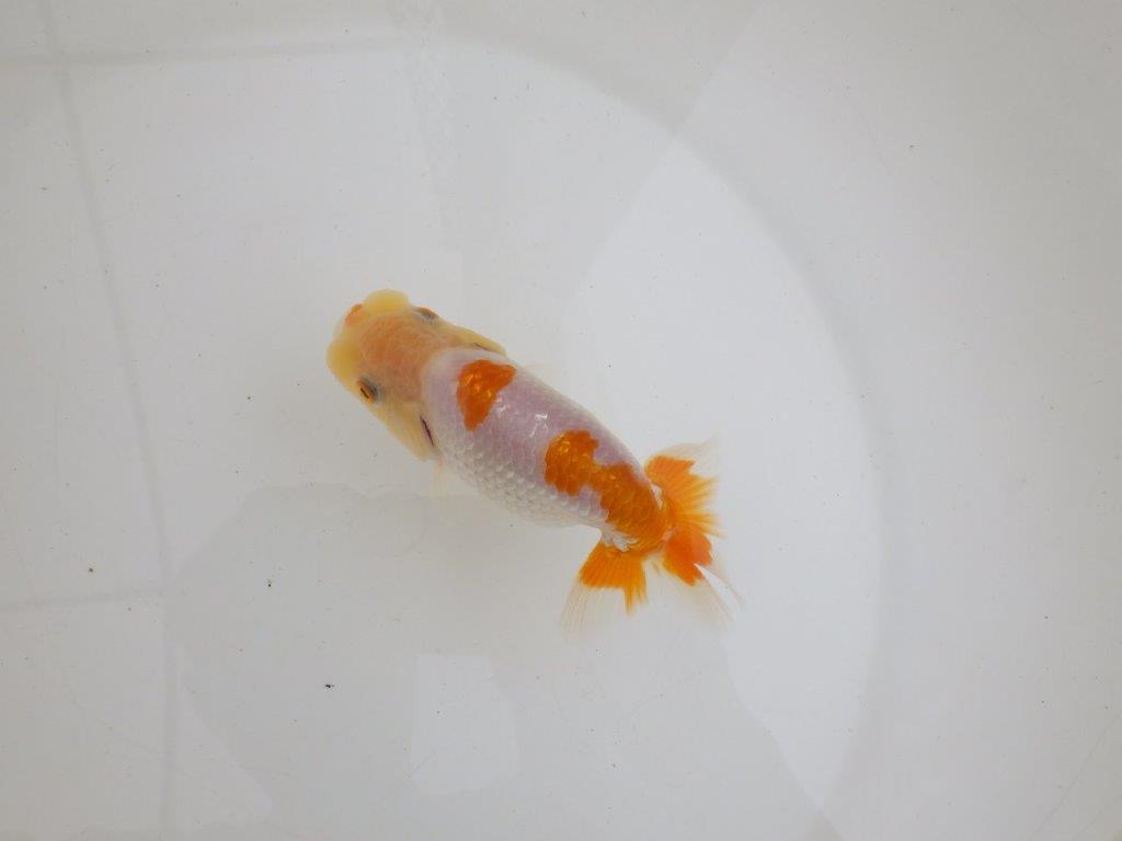 【 鉄板！！】目幅のある頭が魅力の更紗らんちゅう　東大関系統　約12㎝　期間限定販売の上身