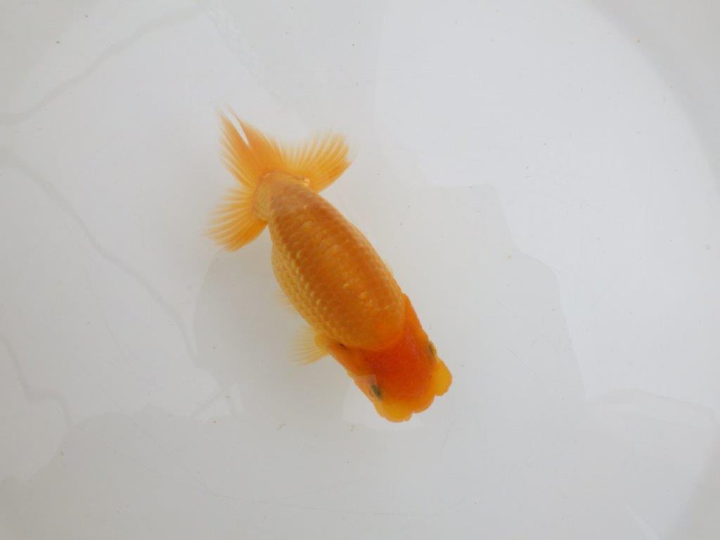 【 鉄板！！】魅力のある飼い込みお勧めらんちゅう　東大関系統　約12,5㎝　期間限定販売の上身