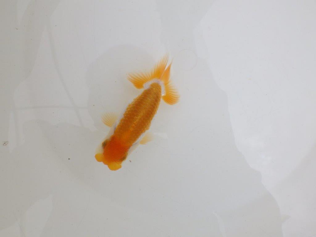 【 鉄板！！】今後の成長に期待が膨らむ更紗らんちゅう　東大関系統　約11,5㎝　期間限定販売の上身