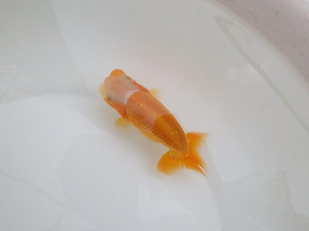 【 鉄板！！】頭がしっかりしていて大きくなるタイプの更紗らんちゅう　東大関系統　約13,5㎝　期間限定販売