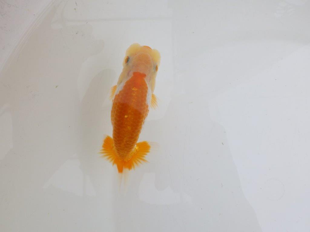 【 鉄板！！】品評大会に向けて飼い込みお勧めのらんちゅう　東大関系統　約12㎝　期間限定販売の上身